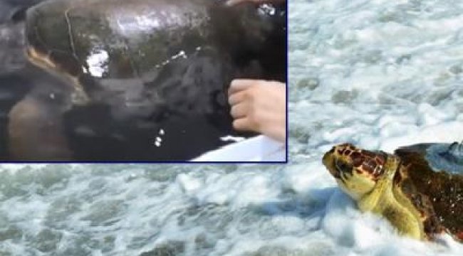 4 yıllık tedaviden sonra denize kavuştu