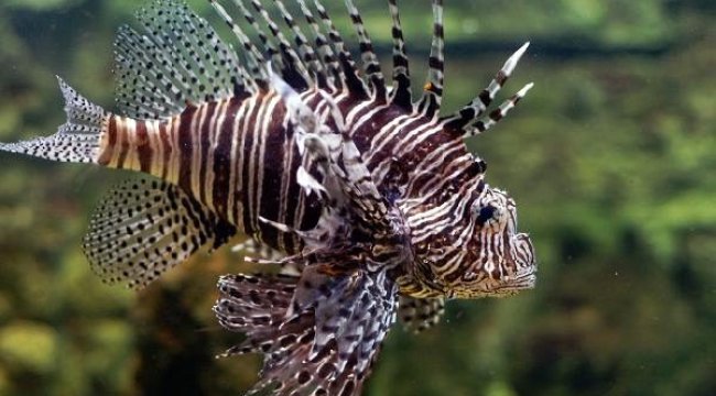 Ayağına 'aslan balığı' düşen amatör balıkçı canından oluyordu