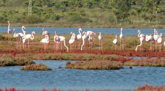 Flamingolar bu sene erken geldi