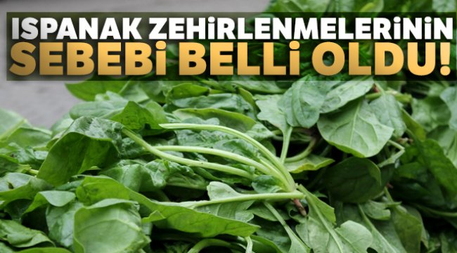 Ispanak zehirlenmelerinin sebebi belli oldu!