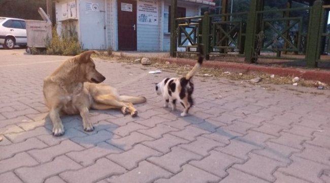 Köpek ve kedinin dostluğu