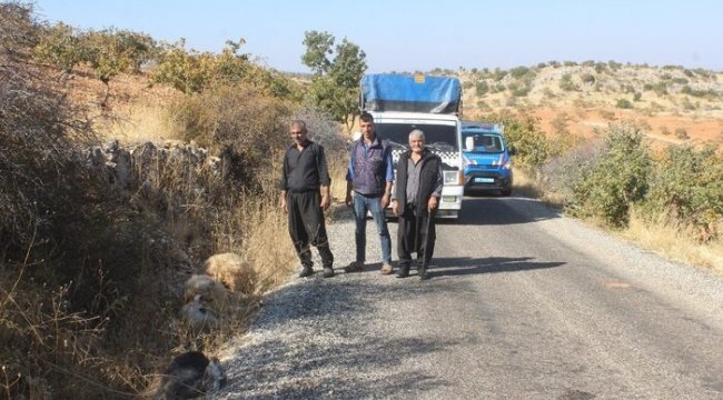 Kurt dehşetinden kaçan koyunlardan 155’i bulundu