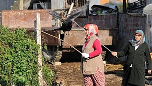 Yılbaşı öncesi Kandıra hindisine yoğun ilgi! Tanesi 250 lira.