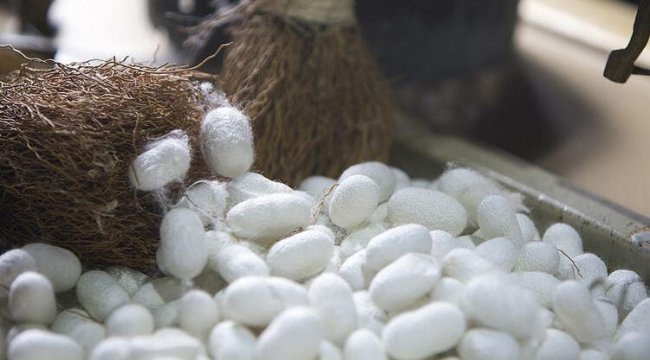 Bursa ipeği tescillendi