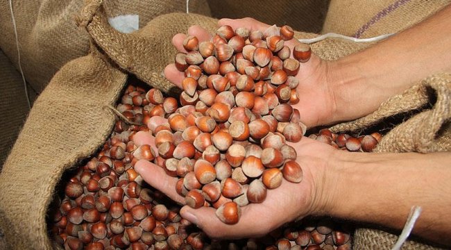 Fındık ihracatçılarının hedefi: Çin