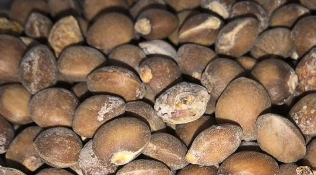 Siirt bıttımının fiyatı altınla yarışıyor