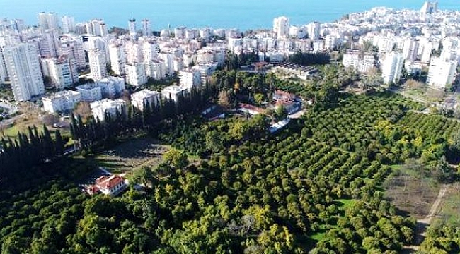 Avokado fidanı için bir yıl önceden sıraya giriyorlar.