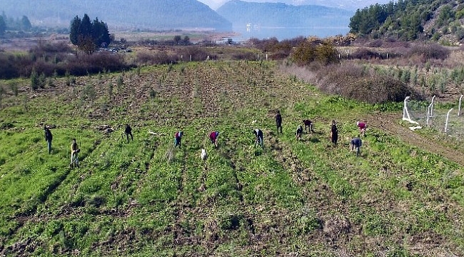 İZSU'dan Tahtalı Havzasına 1 milyon 109 bin fidan.