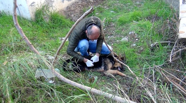 Köpeği bıçaklayarak öldüren adamın savunması şaşırttı.