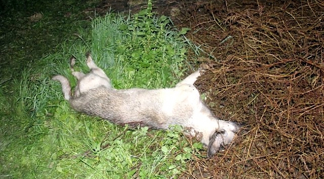 Portakal bahçesine dayısını kontrole giden yeğen, üzerinde 2 köpek olan parçalanmış cesediyle karşılaştı.