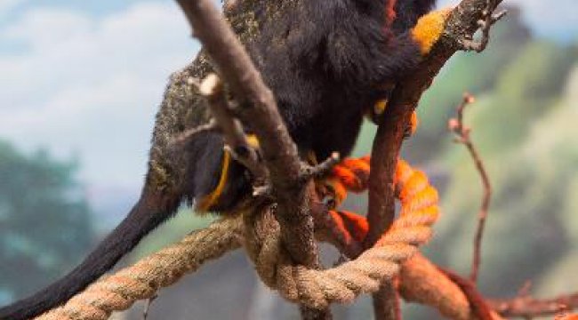Akrep Mahmut, Tarantula Pepe…Kendileri de beslenmeleri de özel