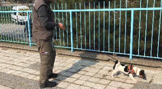 Elektrik arızasını tespitte artık köpekler devrede