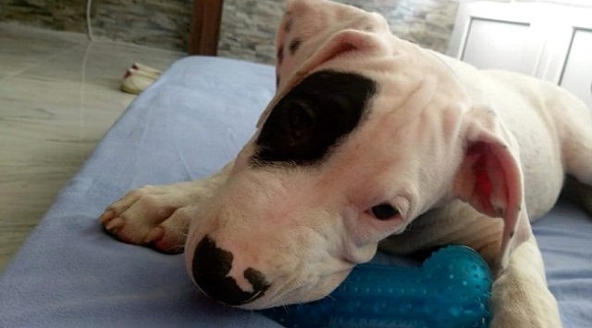 Köpeğini bulana 5 bin lira ödül verecek.