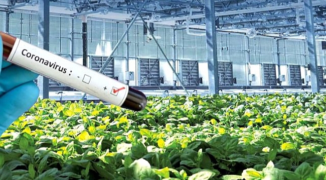 Bitkisel yöntem kullanan Pentagon destekli firma, koronavirüs aşısını bulduğunu duyurdu.