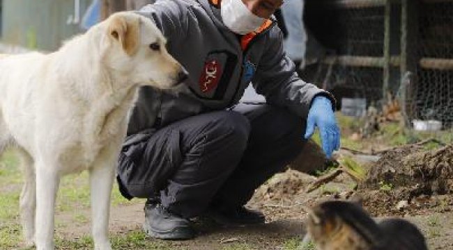 Kağıthane Belediyesi, sokak hayvanlarını unutmadı