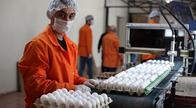 Kalecik Açık Ceza İnfaz Kurumu'nda günlük yaklaşık 49 bin yumurta üretiliyor.