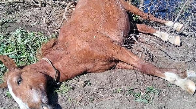 Yaşlı at ölüme terk edildi, hayvanseverler kurtardı.