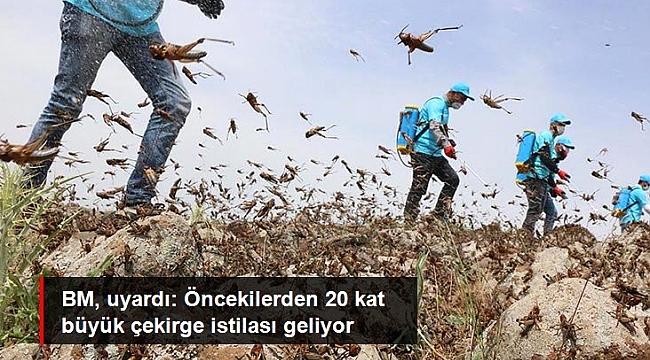Doğu Afrika ülkeleri, öncekilerin 20 katı büyüklüğünde çekirge istilasıyla karşı karşıya.