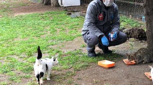 Kağıthane'de sokak hayvanları anlamlı günde unutulmadı