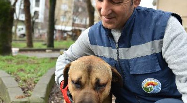 Sokak hayvanları için mama ve su dağıtımı devam ediyor