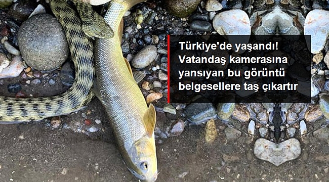 Belgesellere taş çıkartan görüntü! Yılanın balık avı kameraya yansıdı.
