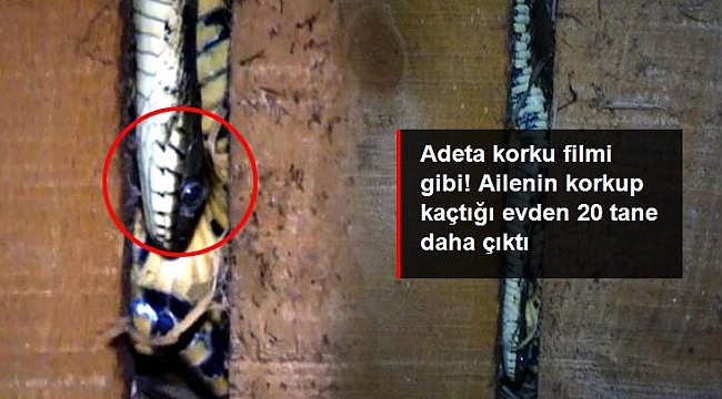 Çatıdan giren yılanlar evi talan etti! Ailenin korkup kaçtığı evden 20 tane daha çıktı.