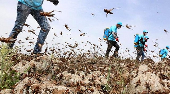 Çekirge istilasına karşı son çare: Gürültü yapın, şehri geçip giderler.
