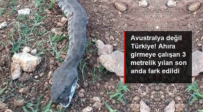 Ahıra girmek isteyen 3 metrelik engerek yılanı öldürüldü.