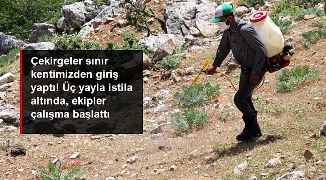 Çekirgeler sınır kentimizden giriş yaptı! Üç yayla istila altında, ekipler çalışma başlattı.