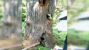 Kesilen ağaçtan 10 kilo kestane balı çıktı.