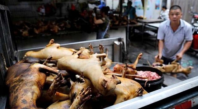 Koronavirüse sebep olan Çin yeni salgınlara davetiye çıkarıyor! Köpek eti festivali başladı.