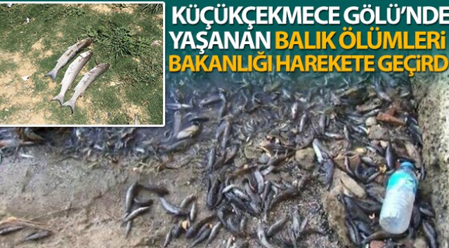 Küçükçekmece’de balık ölümleri devam ediyor