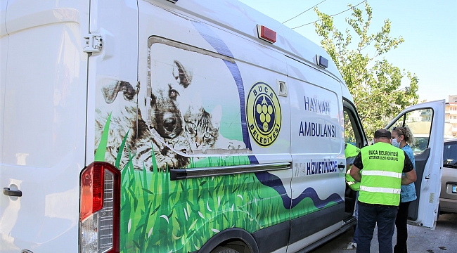 - Şiddet mağduru köpeğe Buca Belediyesi sahip çıktı - Sahibi tarafından dövülen köpek kurtarıldı.