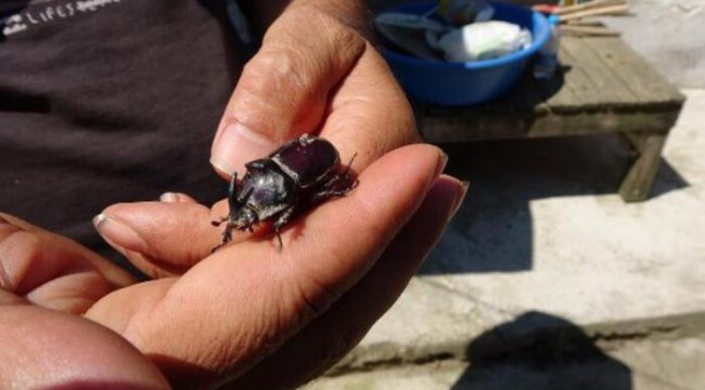 Tarlasını sürerken buldu! Ağırlığının 850 kat fazlasını taşıyabiliyor