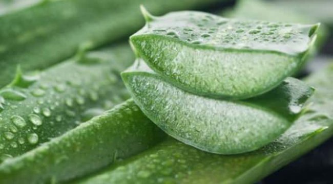 Aloe Vera jelinin cilde faydaları nelerdir? Aloe Vera nasıl kullanılır?