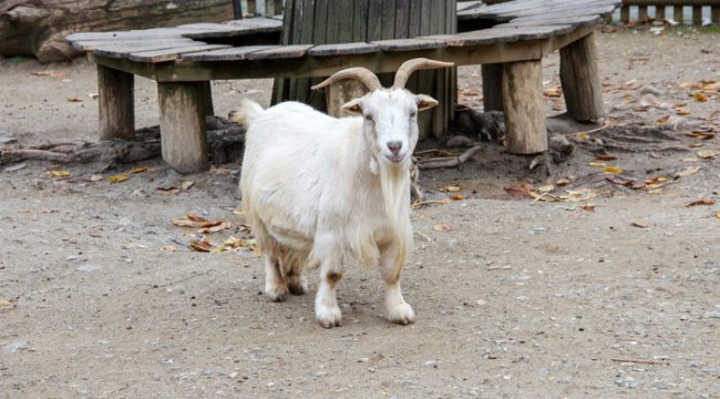 Hindistan’da bir keçi, maske takmadığı gerekçesiyle gözaltına alındı