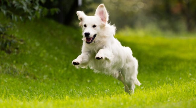 Köpekler dünyanın manyetik alanını kullanarak yön bulabiliyor