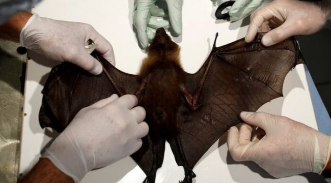 Koronavirüs: BM&#039;den vahşi yaşamı sömürülmeye devam etmesi hailnde salgın hastalıkların artacağı uyarısı