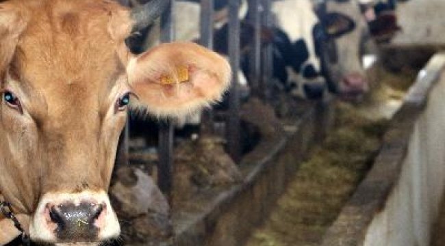 Kredi kartıyla veya taksitle kurban kesilir mi?