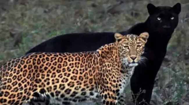Panter ve leopar çiftinin fotoğrafı viral oldu