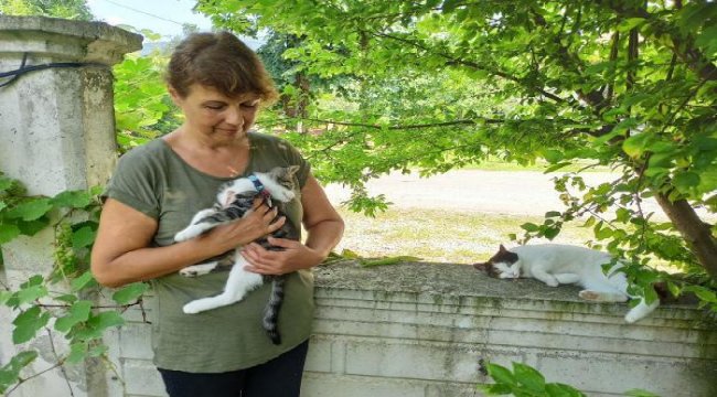 Son dakika... Felçli kediyi silahla vurarak öldürdüler