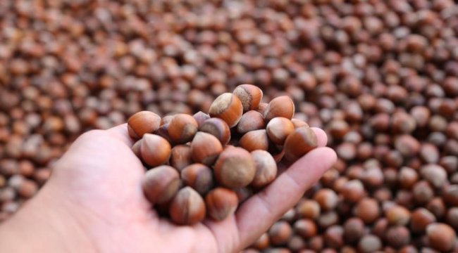 Son dakika... Tarım Bakanı Pakdemirli'den fındık açıklaması