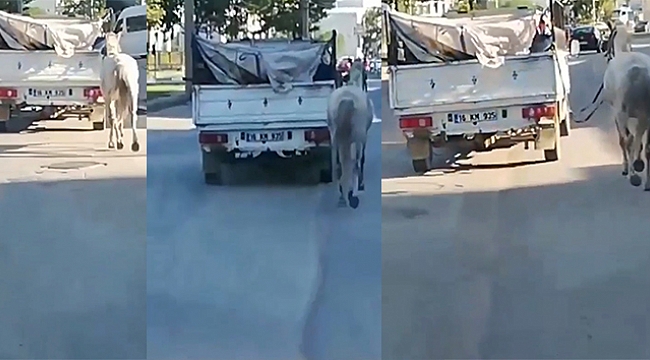Atı kamyonetin arkasına bağlayıp koşturdu.