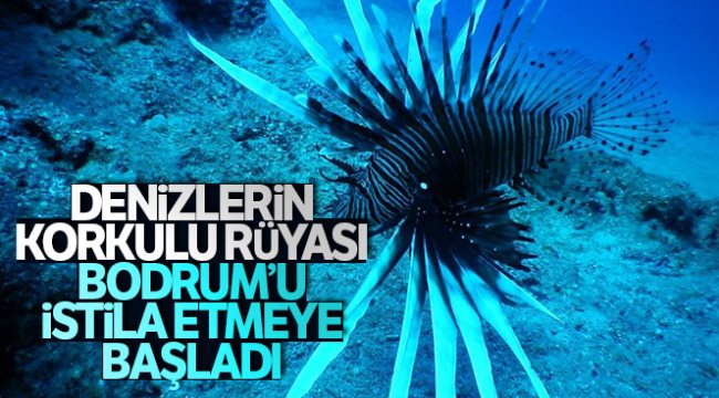 Denizlerin korkulu rüyası Bodrum’u istila etmeye başladı