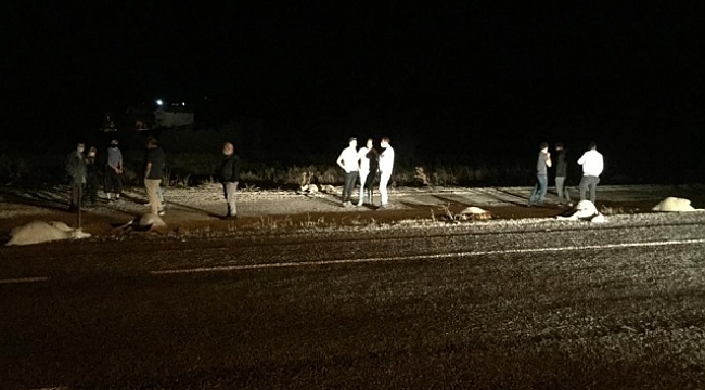 Domaniç&#039;te otomobil sürüye daldı: 11 hayvan telef oldu.