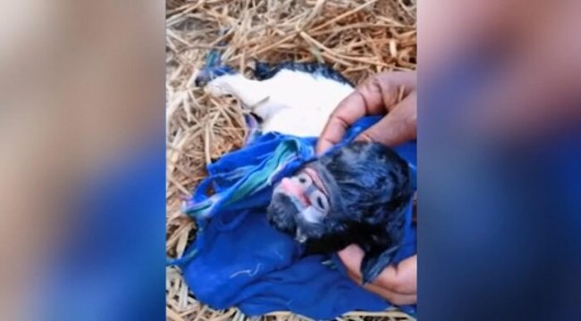 Hindistan’da burunsuz doğan oğlağa tapıyorlar