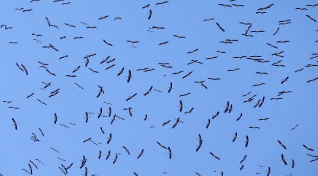 İstanbul semalarında görüntülendiler! Leyleklerin yolculukları başladı