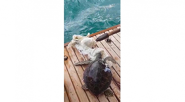 Kaplumbağayı kurtarmak için gezi teknesini durdurdu.
