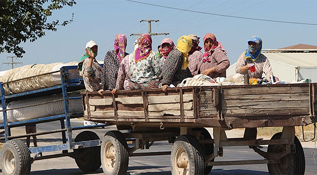 Kazalar ders olmuyor, traktörle tehlikeli yolculuk sürüyor.
