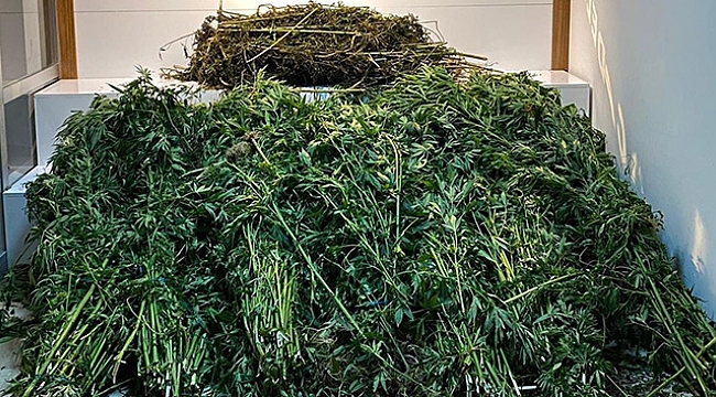 ‘Köpek bakım çiftliği&#039;nde 118 kök kenevir ve 10 kilo 600 gram esrar ele geçirildi.